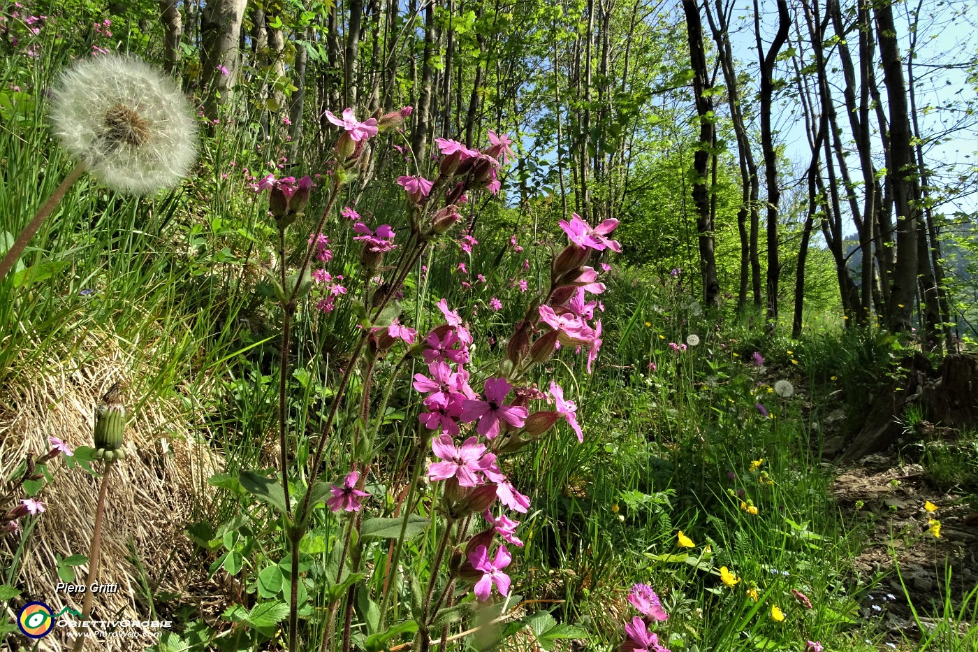 30 Fiori di silene dioica con 'soffione' di tarassaco.JPG